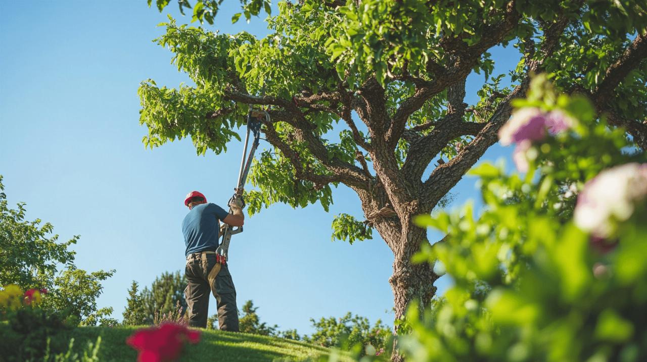 Elagage d’un arbre d’ornement : les 5 regles d’or pour preserver sa beaute naturelle